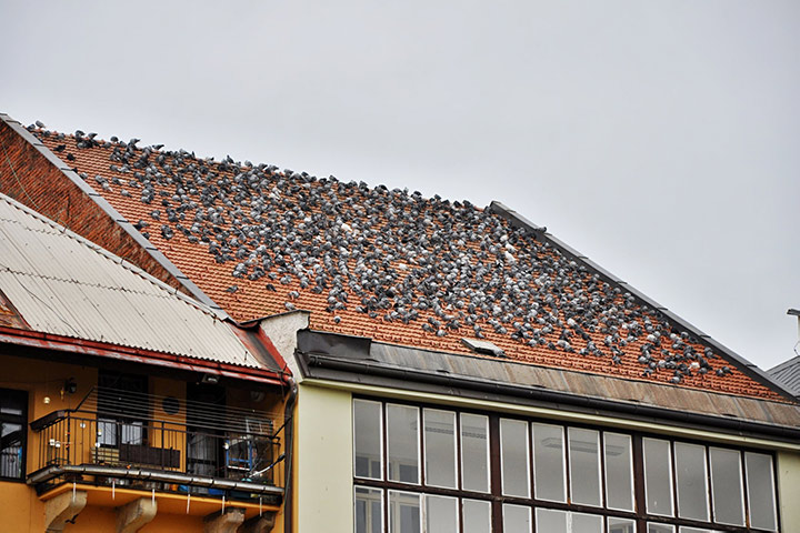 A2B Pest Control are able to install spikes to deter birds from roofs in Croydon. 