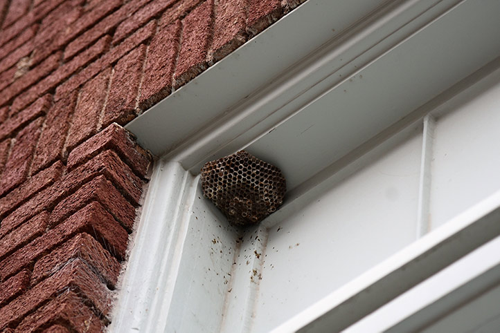 We provide a wasp nest removal service for domestic and commercial properties in Croydon.